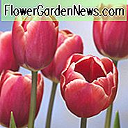 Tulipa 'Kung Fu', Tulip 'Kung Fu', Triumph Tulip 'Kung Fu', Triumf Tulipaner, Vårløk, Vårblomster, Tulip, Bicolor Tulip