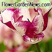 Tulipa 'Shiun', Tulip 'Shiun', Triumph Tulip 'Shiun', Triumf Tulipaner, Vårløk, Vårblomster, Lilla Tulpan, Bicolor Tulip, Hvit Tulip