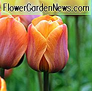 Tulipa 'Cairo', Tulip 'Cairo', Triumph Tulip 'Cairo', Triumf Tulipaner, Vårløk, Vårblomster, Tulipe Cairo, Orange Tulip