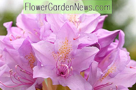 Utvid den blomstrende sesongen av Azalea og Rhododendron