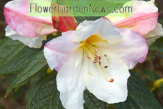 Rhododendron 'Else Frye', 'อื่น' Frye 'Rhododendron, ต้นฤดูใบไม้ร่วง Rhododendron, Rhododendron หอม, White Rhododendron, ไม้ดอกสีขาวไม้พุ่ม