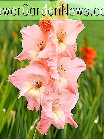 Gladiolus 'Ben Venuto' (Sword-Lily)