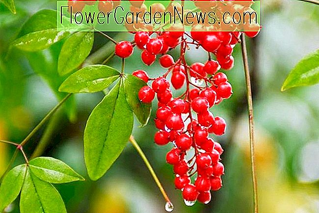 Store busker med bær for vinterinteresse for New England