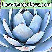 Agave parryi var. truncata Huntington, Huntington Artisjok Agave, Huntington Parry's Century Plant, blauwe Agave, grijze Agave, Droogte-tolerante plant