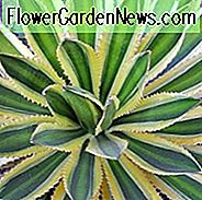 Agave univittata 'Quadricolor', Agave lophantha 'Quadricolor', 'Quadricolor' Agave, Bonte agave, Kleine Agave, Quadricolor Century Plant
