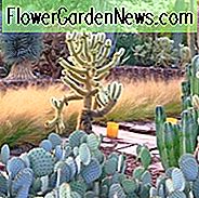 Succulente tuinen, metgezelplanten, siergrassen, droogtetolerante planten, droogtetolerante grassen