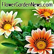 Succulente tuinen, metgezelplanten, meerjarige planten, droogtetolerante planten, droogtetolerante bloemen