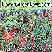Succulent Gardens, Companion Plants, Evergreen heesters, bloeiende heesters, Droogte verdraagzame planten, Droogte tolerante bloemen