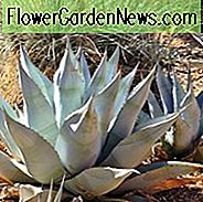 Agave havardiana, Harvard Agave, Harvard Century Plant, Blue agave, Grey Agave, Drought tolerant plant, Cold hardy agave, Hardy agave