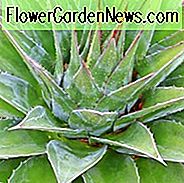 Agave montana, Mountain Agave, Green Agave, Dryought-tolerante plant, Hardy Agave, Cold hardy agave