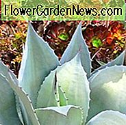 Agave ovatifolia, Whale's Tong Agave, Whale's Tongue Century Plant, Blue Agave, Grey Agave, Droogtetolerante plant, Koude winterharde agave, Hardy agave
