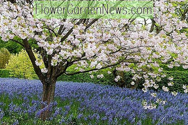 Prunus 'Ichiyo', ดอกเชอรี่เชอร์รี่ 'Ichiyo' ของญี่ปุ่น, Cherry 'Ichiyo', Prunus serrulata f. unifolia, ดอกไม้สีชมพู, ดอกไม้ฤดูใบไม้ผลิ, ดอกไม้สีขาว