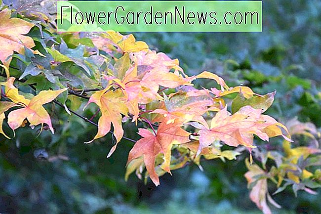 Acer palmatum 'Ichigyoji' (japansk Maple)