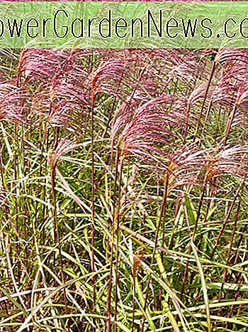 Miscanthus sinensis 'Zebrinus' (Zebra Grass)