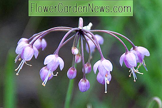 Allium cernuum (El puerro de la dama)