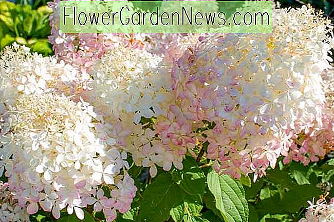 Hortensie paniculata 'Phantom' ? Nützliche Tipps Gärtner Und Gärtner | 2023