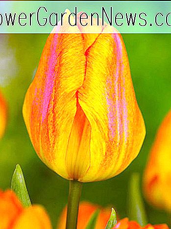 Tulipa 'Generaal De Wet' (Einzelne frühe Tulpe)