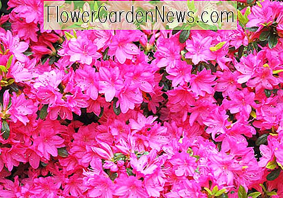 Rhododendron 'Girards Fuchsia'