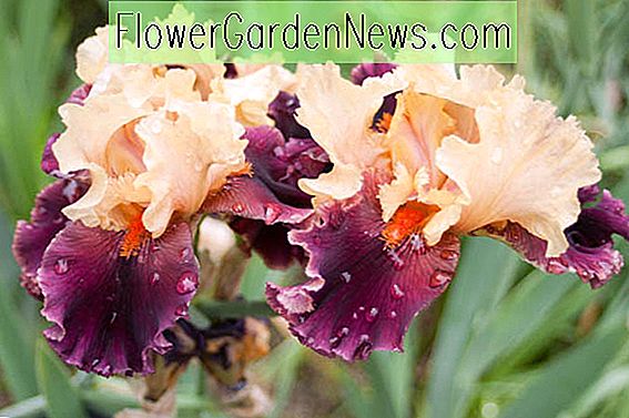 Iris 'Ocelot' (Bearded Iris)