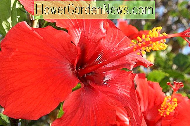 Hibiscus rosa-sinensis 'Brilliant' (Hibisco tropical)