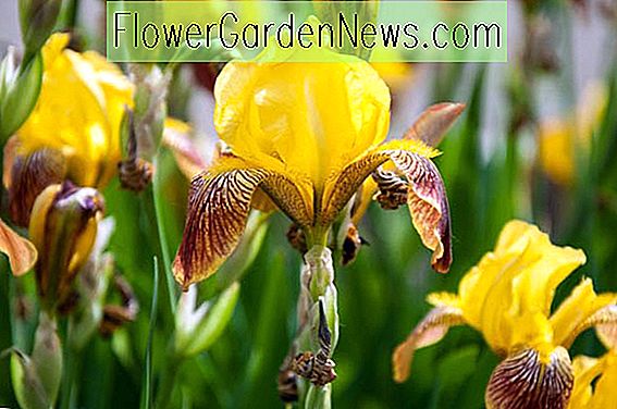 Iris 'Rajah' (Bearded Iris)