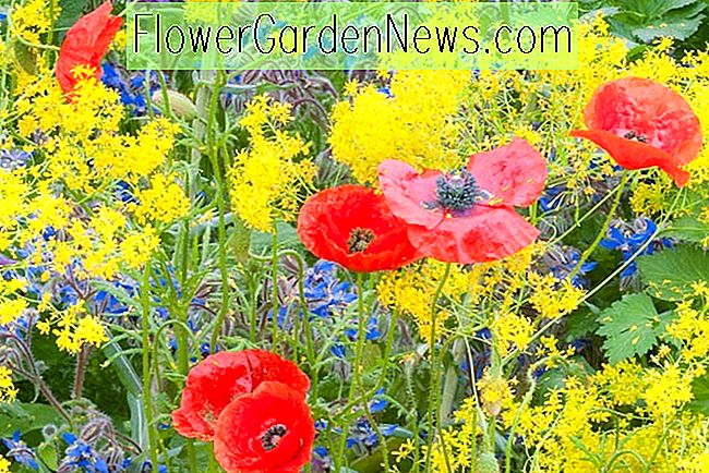 Isatis tinctoria, Dyers Woad, Sausumus tolerantiški daugiamečiai augalai, geltonos daugiamečių gėlių, Woad, Dyer's Weed