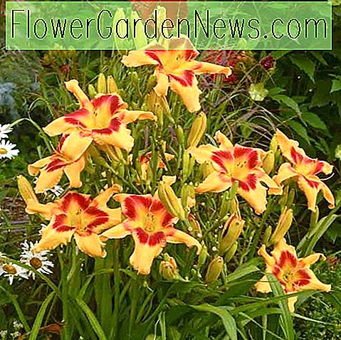 Hemerocallis 'Tiger Swirl', Daylily 'Tiger Swirl', Day Lily 'Tiger Swirl', 'Tiger Swirl' Daylily, daylilies, Daylily, Day Lilies, gule blomster, gul dagslilje, gul dagsløg, Hemerocallidaceae, flerårig plante