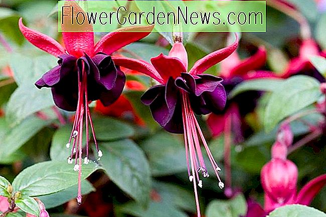Fuchsia Roesse Blacky, Hardy Fuchsia, Standard Fuchsia, Bloeiende struik, Containers, Hanging Baskets, Dark Flowers
