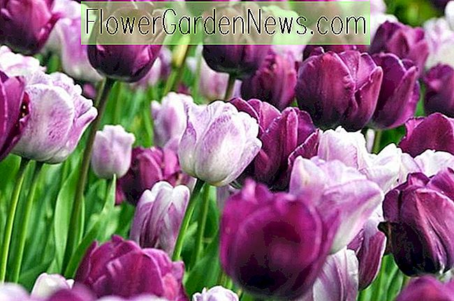 Tulipa Shirley, Tulip 'Shirley', Triumph Tulip 'Shirley', Triumph Tulips, Pavasario svogūnėliai, Pavasario gėlės, Balta tulpė, Purpurinė tulipė