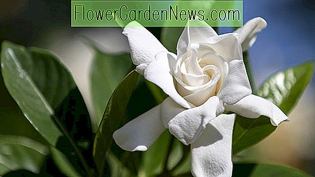Gardenia jasminoides Radicans, Miniatura Gardenia, Cabo Jasmine 'Radicans', Radicans Cabo Jasmine, Cabo Jessamine 'Radicans', Fragantes flores, Arbusto de hoja perenne, Flores blancas, 