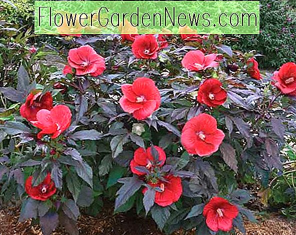 Hibiskus 'Midnight Marvel' (Rosenmalve) 🌹 Nützliche Tipps Gärtner Und