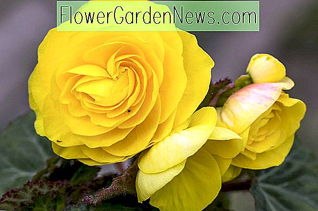 Begonia 'Roseform Yellow'