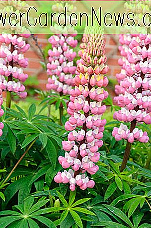 Lupinus 'The Chatelaine' (Lupin)
