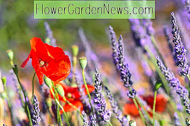 Droogte tolerante metgezel planten voor Lavendel