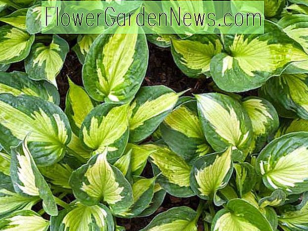 Hosta 'Whirlwind' (Plantain Lily)