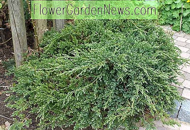 Juniperus squamata 'Blue Carpet' (Flaky Juniper)