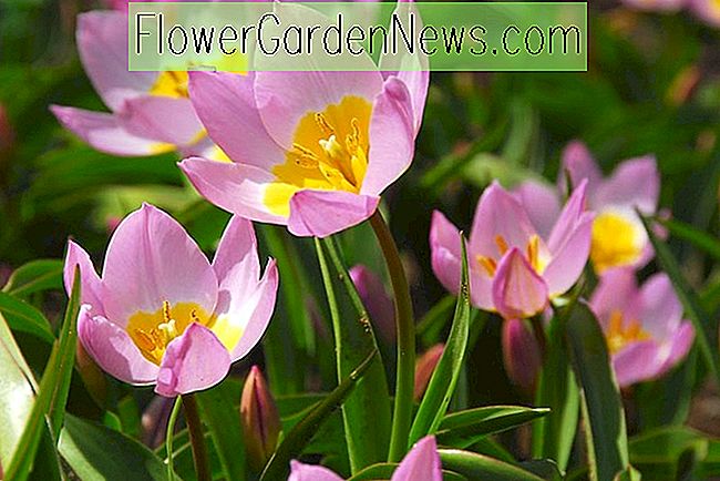 Tulipa saxatilis 'Lilac Wonder' (Botanical Tulip)