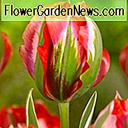 Tulipa 'Hollywood Star', Tulipe 'Hollywood Star', Tulipe de Viridiflora 'Hollywood Star', Tulipes de Viridiflora, Bulbes de printemps, Fleurs de printemps, Tulipe Hollywood Star, Tulipes Viridiflora, Tulipes rouges