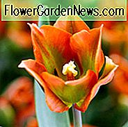 Tulipa 'Artist', Tulip 'Artist', Viridiflora Tulip 'Artist', Tulipes de Viridiflora, Bulbes de printemps, Fleurs de printemps, Tulipes orange, Tulipe de fin de printemps, Tulipe de fin de saison