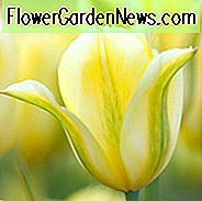 Tulipe 'Formosa', Tulipe 'Formosa', Viridiflora Tulipe 'Formosa', Tulipes de Viridiflora, Bulbes de printemps, Fleurs de printemps, Tulipes Viridiflora, Tulipes jaunes