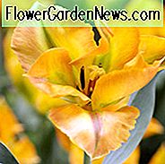 Tulipa 'Golden Artist', Tulipe 'Golden Artist', Viridiflora Tulip 'Golden Artist', Tulipes Viridiflora, Bulbes de printemps, Fleurs de printemps, Tulipes Viridiflora, Tulipes jaunes