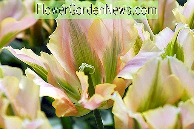Tulipes de Viridiflora, bulbes de printemps, fleurs de printemps, vert tulipe printanier, artiste tulipe, tulipe espéranto, tulipe groenland, tulipe groenland, tulipe