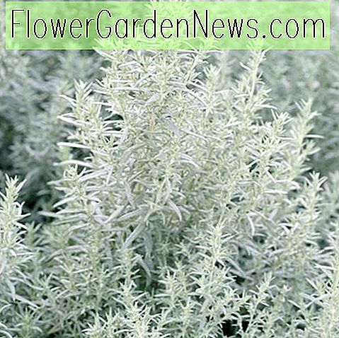 Artemisia ludoviciana (Baltoji Sage)