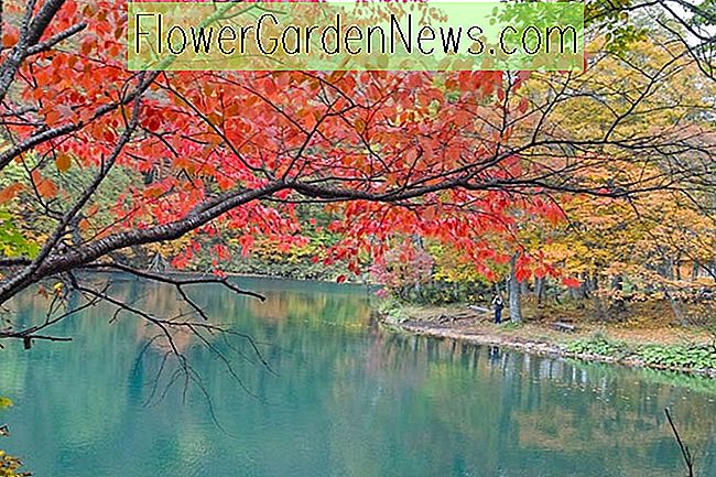 Floración de cerezos con atractivos colores de otoño