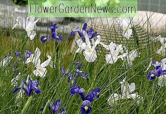 Iris hollandica 'Professor Blaauw' (Holländische Iris) 🌹 Nützliche
