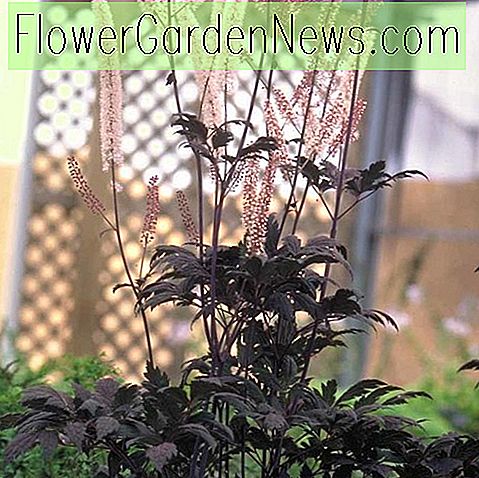 Actaea simplex (Atropurpurea Group) 'Hillside Black Beauty' (Baneberry)