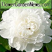 Paeonia Lactiflora 'Elsa Sass', Pivoine 'Elsa Sass', Pivoine 'Elsa Sass', Fleurs blanches, Pivoines blanches, Pivoines odorantes