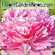 Paeonia Lactiflora 'Pink Parfait', Pivoine 'Pink Parfait', Pivoine 'Pink Parfait', Fleurs roses, Pivoines roses, Pivoines odorantes