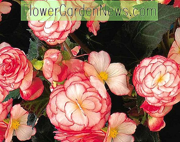 Begonia 'Nonstop Rose Petticoat'