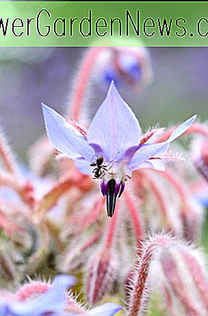 Borago Officinalis, Borretsch, kühler Krug, Talewort, Tailwort, blaue Blumen